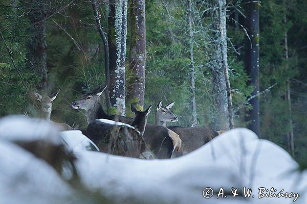 łanie, jelenie szlachetne, europejskiei, Cervus elaphus elaphus jeleń karpacki