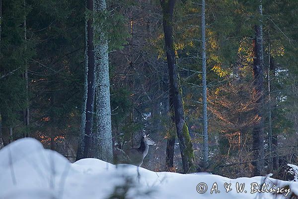 łania, jeleń szlachetny, europejski, Cervus elaphus elaphus jeleń karpacki