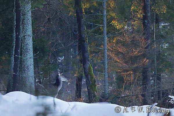 łania, jeleń szlachetny, europejski, Cervus elaphus elaphus jeleń karpacki