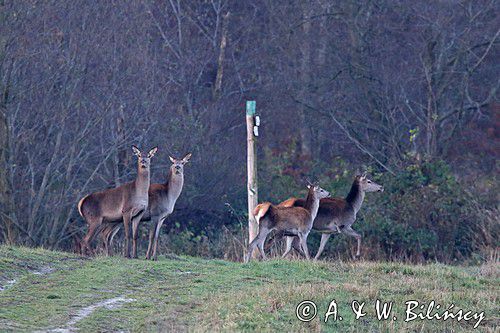 łanie na szlaku turystycznym, jeleń szlachetny, europejski, Cervus elaphus elaphus jeleń karpacki, bieszczadzki