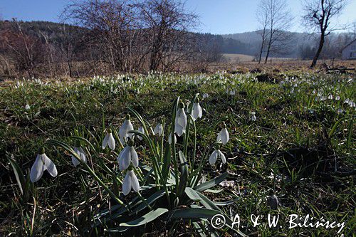 Galanthus nivalis, śnieżyczka przebiśnieg