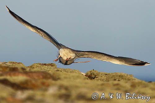 Mewa srebrzysta Larus argentatus