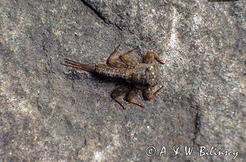 larwa jętki łąć: Ephemeroptera)