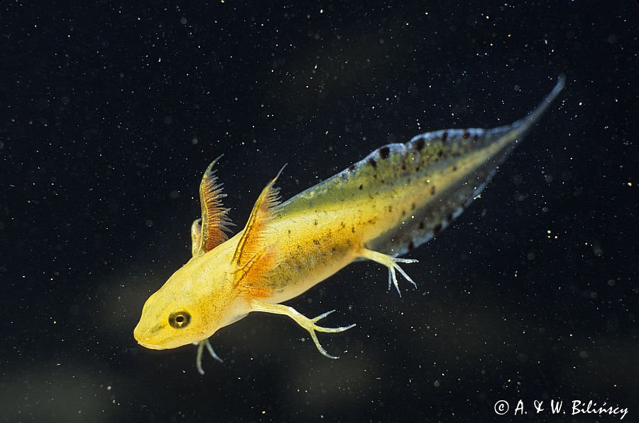 traszka grzebieniasta - larwa, Triturus cristatus