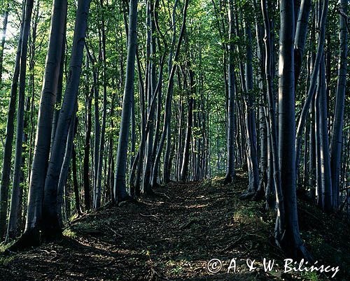 las bukowy, Bieszczady