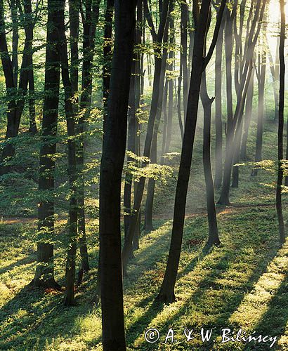 las, Drawieński Park Narodowy