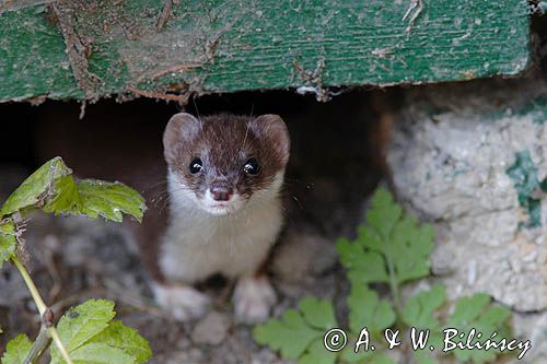 Łasica, Mustella nivalis, mieszkająca pod domkiem campingowym koło schroniska Podkowiata w Komańczy