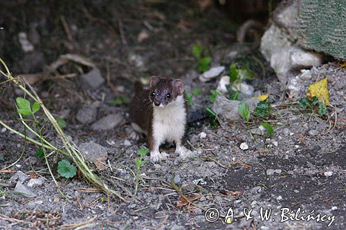 Łasica, Mustella nivalis