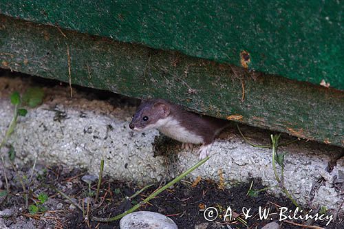 Łasica, Mustella nivalis, mieszkająca pod domkiem campingowym koło schroniska Podkowiata w Komańczy