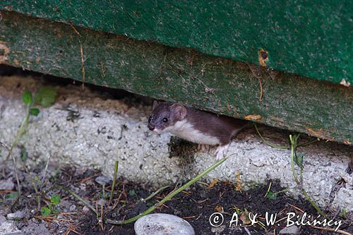 Łasica, Mustella nivalis, mieszkająca pod domkiem campingowym koło schroniska Podkowiata w Komańczy