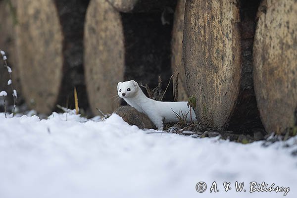 Łasica, Mustella nivalis