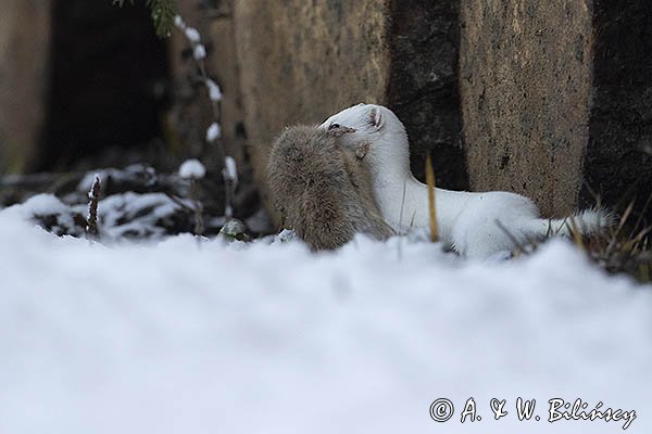 Łasica, Mustella nivalis