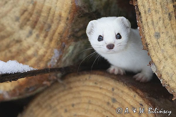 Łasica, Mustella nivalis