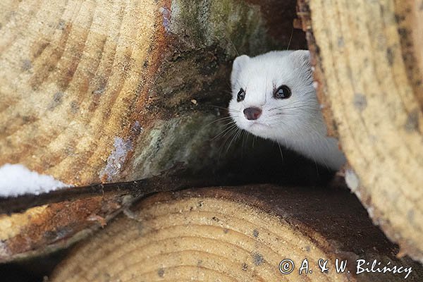 Łasica, Mustella nivalis