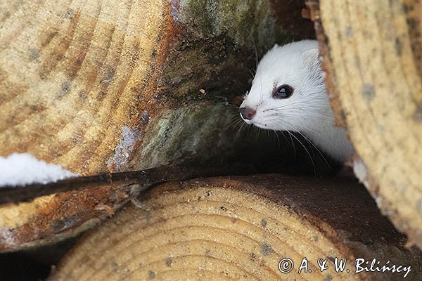 Łasica, Mustella nivalis