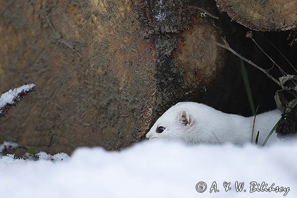 Łasica, Mustella nivalis