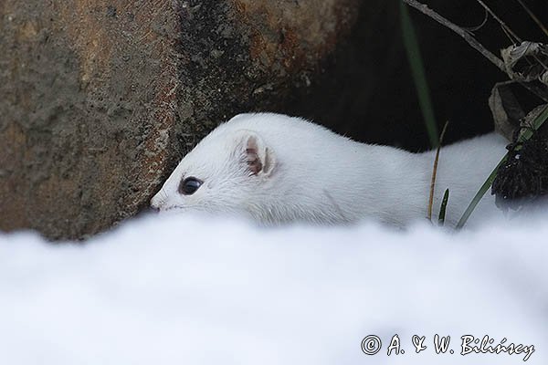 Łasica, Mustella nivalis