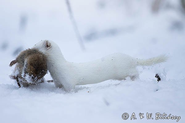 Łasica, Mustella nivalis