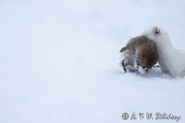 Łasica, Mustella nivalis