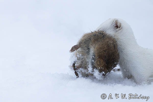 Łasica, Mustella nivalis