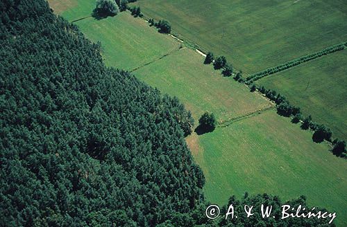 Widok z góry na fragment mazowieckiego lasu