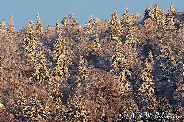 Zaśnieżony krajobraz, ściana lasu, Bieszczady