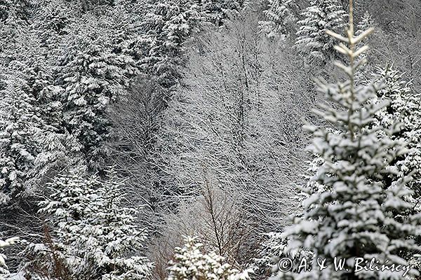 Zaśnieżony krajobraz, ściana lasu, Bieszczady