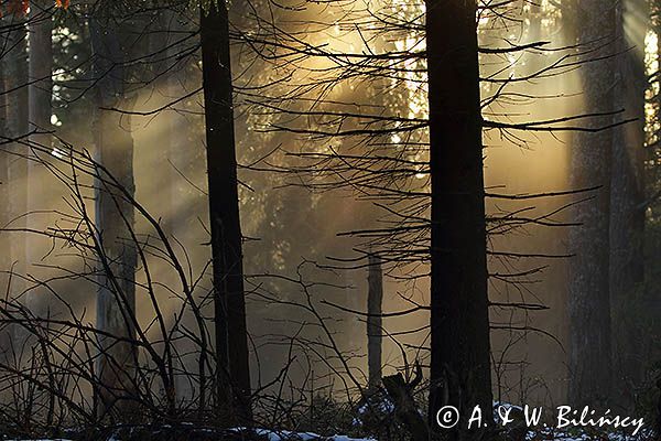 Mgła w lesie i promień światła o zachodzie słońca