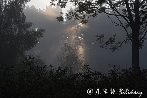 las o świcie w mgłach