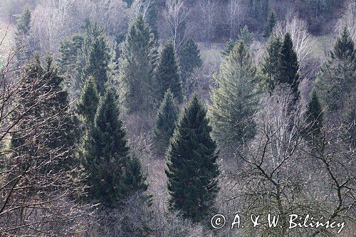 las nad Sanem, Bieszczady