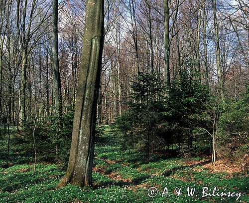 las, zawilce, Anemone nemorosa