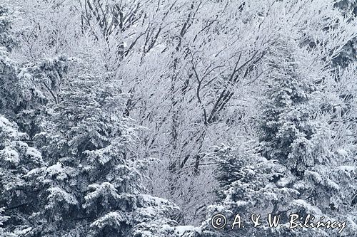 zimowy las, Bieszczady