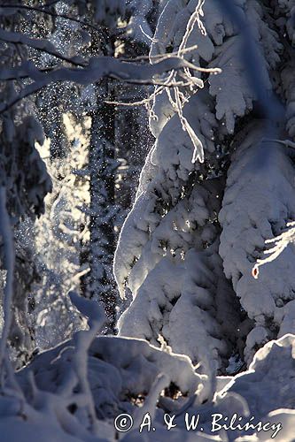 Ośnieżony las, Bieszczady