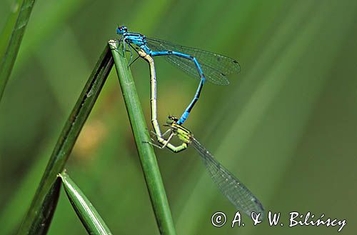 Łątki, Łątka dzieweczka, Coenagrion puella