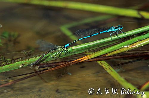 Łątki, Łątka dzieweczka, Coenagrion puella