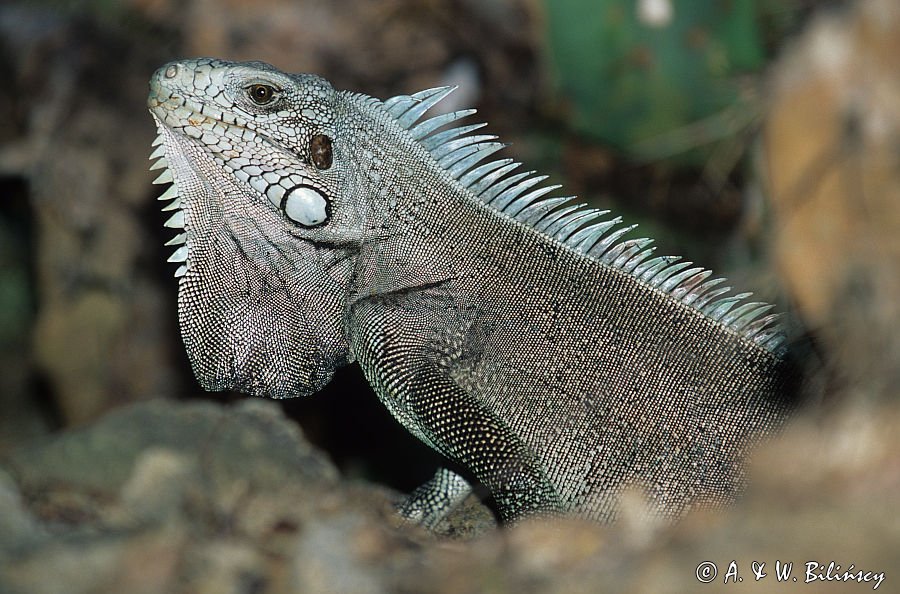 legwan zielony, Iguana iguana, Les Saintes koło Gwadelupy, Małe Antyle, Karaiby