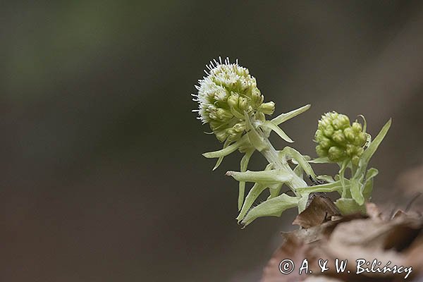 Lepiężnik biały, Petasites albus