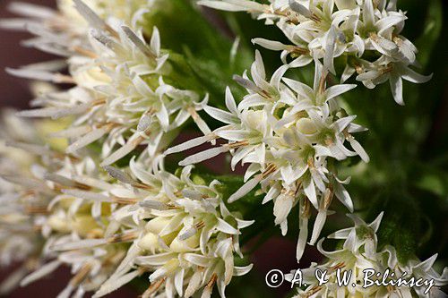 Lepiężnik biały, Petasites albus