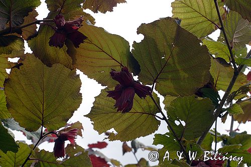 leszczyna Corylus
