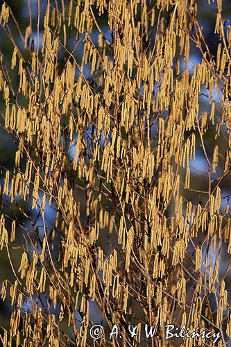 leszczyna Corylus avellana leszczyna pospolita Corylus avellana)