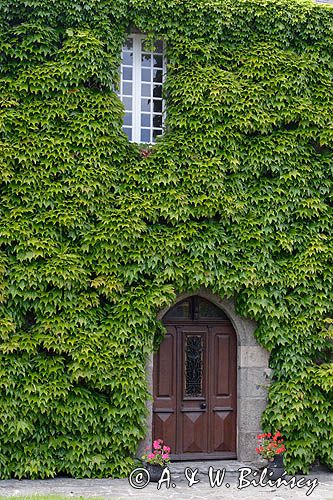 Lezardrieux, nad rzeką Trieux, Bretania, Francja Winobluszcz trójklapowy 'Veitchii' - /Winobluszcz japoński/ Parthenocissus tricuspidata