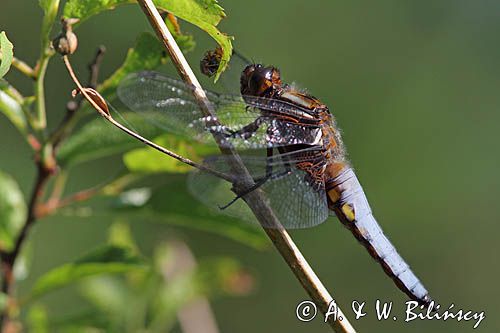 Ważka płaskobrzucha, ważka płaska, Libellula depressa, Bieszczady, samiec