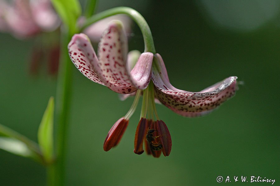 Lilium martagon, lilia złotogłów i pszczoła