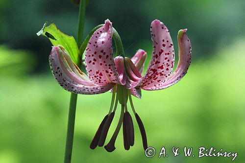 Lilia złotogłów, Lilium martagon