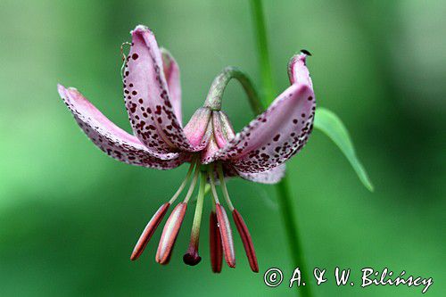 Lilia złotogłów, Lilium martagon