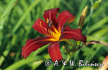 lilia liliowiec hemerocallis