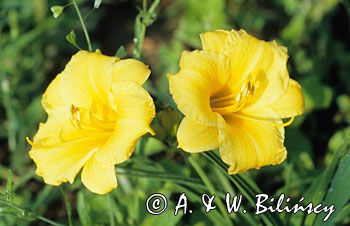 lilia liliowiec hemerocallis