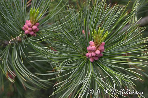 sosna limba Pinus cembra L.