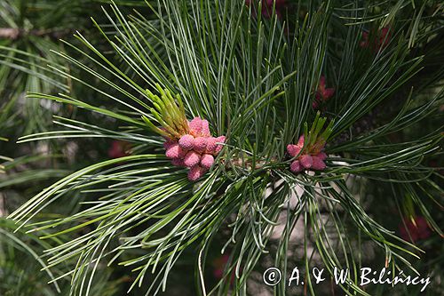 sosna limba Pinus cembra L.
