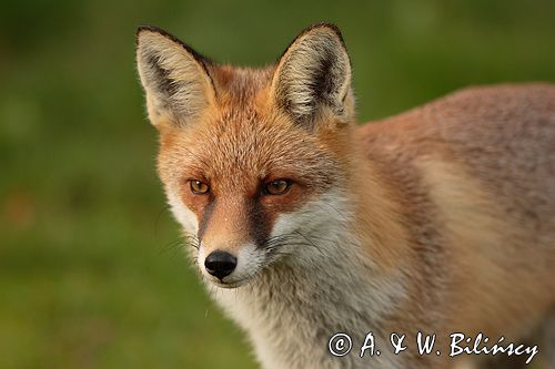 lis vulpes vulpes